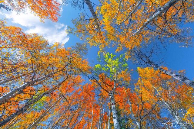 Aspen trees upward photography 