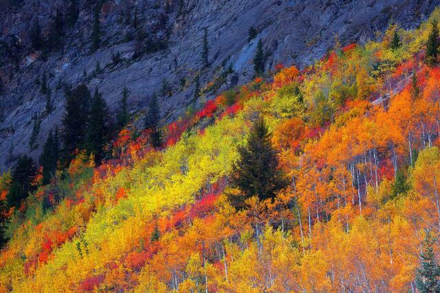 Fall foliage at peak season . Banff national park 