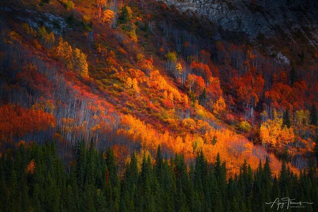 Aspen colours illuminated by evening light on mountain taken in Banff national park. Alberta, Canada