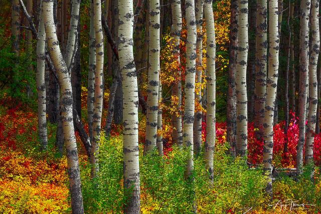 Aspen Trees in autumn forest wall poster for Living room 