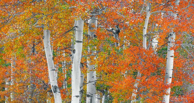 BLAZE OF COLOUR