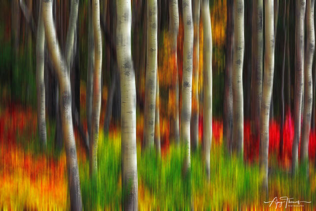 aspen forest in fall colour peak . abstract photography with intentional camera movement (ICM ) 