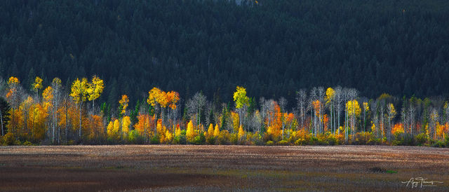 Fall Colour Panorama