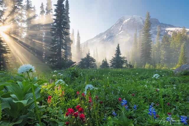 Beautiful Mountain wall poster of Mount rainier in fog with beam of sun rays filtering through with wildflower meadows in the foreground. Limited edition print.