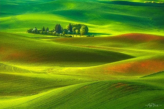 Green colour of grass field illuminated by morning light in Palouse region in Washington . USA
Limited edition prints