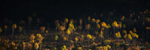 Aspen Glow