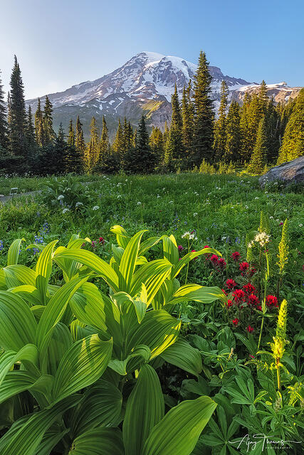 Mount rainier wildflowers 