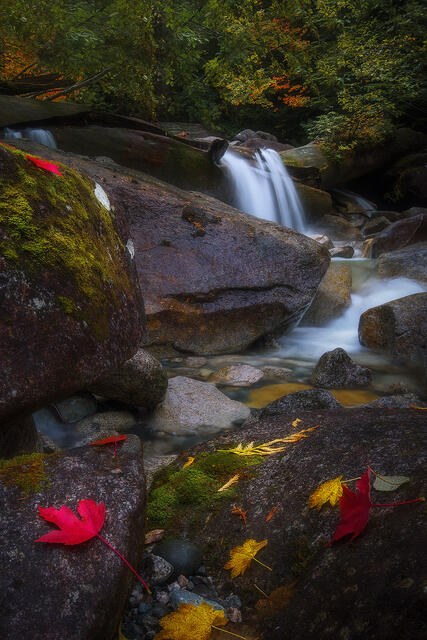 Autumn leaves and water fall 