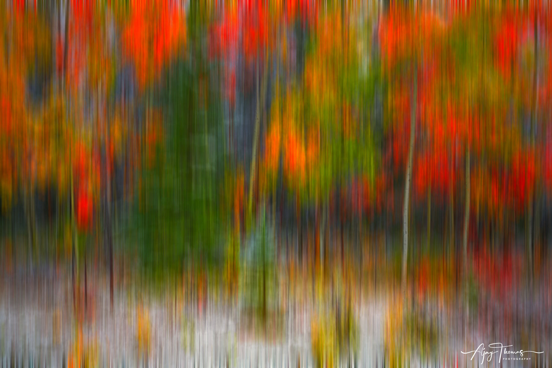 Abstract wall poster of fall colour trees 