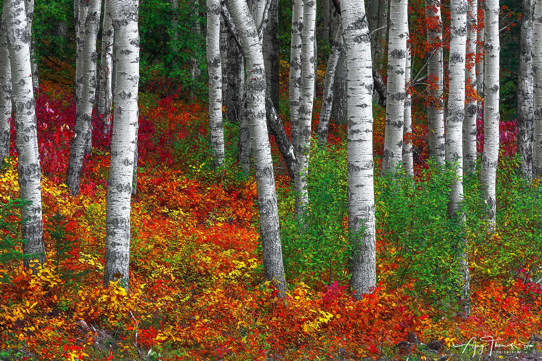 Aspen trees in forest the peak of fall colours Large format wall art. Forest, Nature photography for wall decor, interior design. Red leaves
