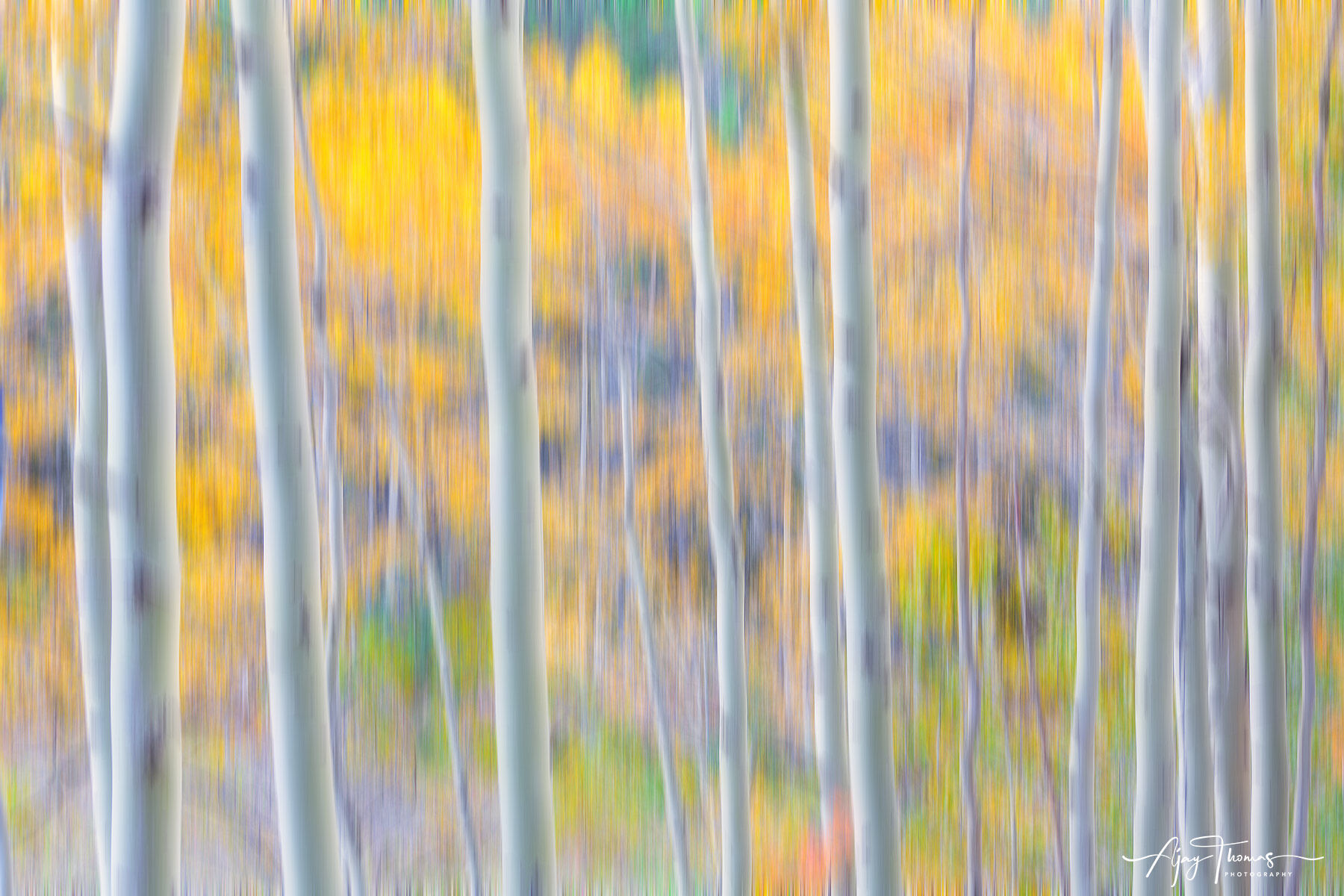 Aspen trees fall colour abstract