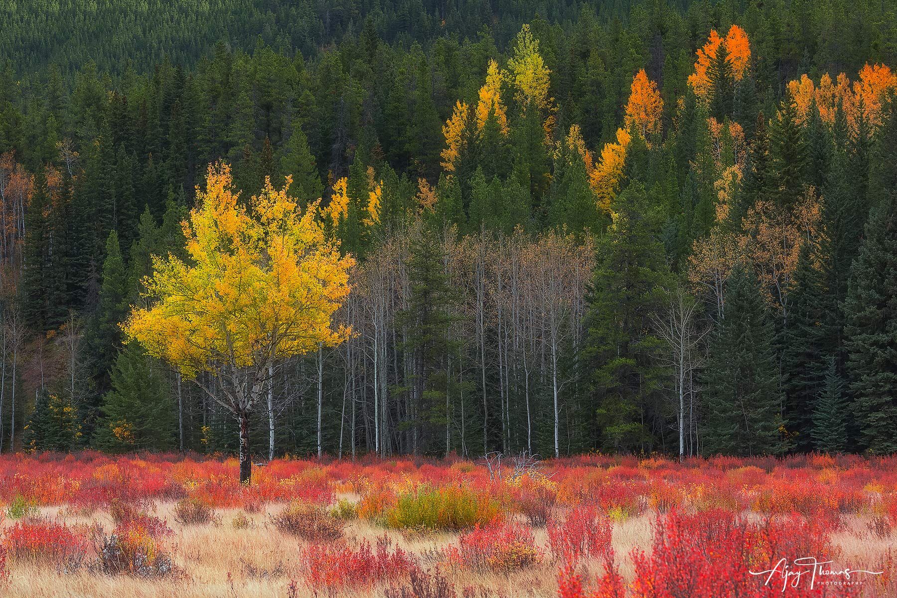 Aspen tree and fall colours 