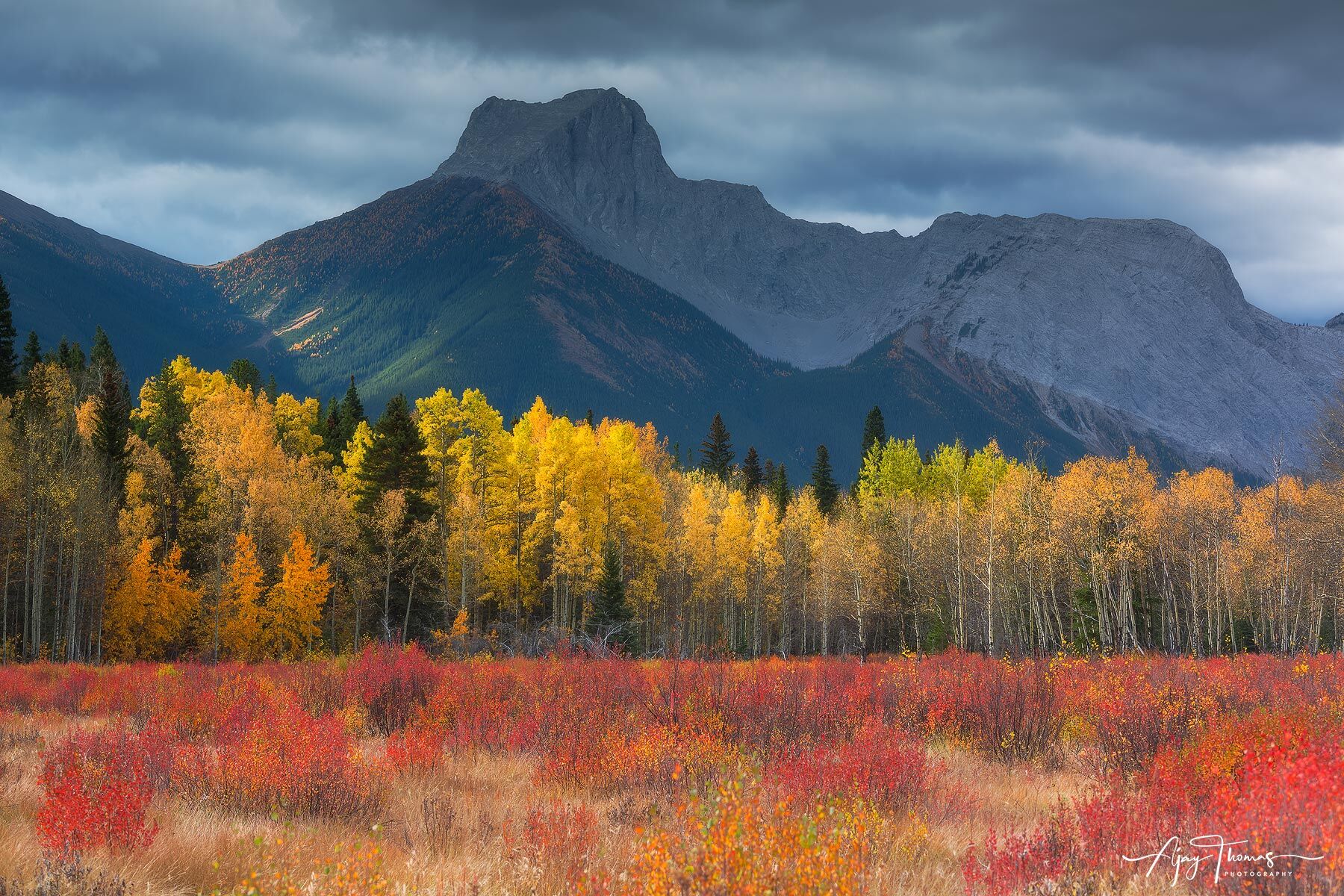 Aspen trees in fall colour 