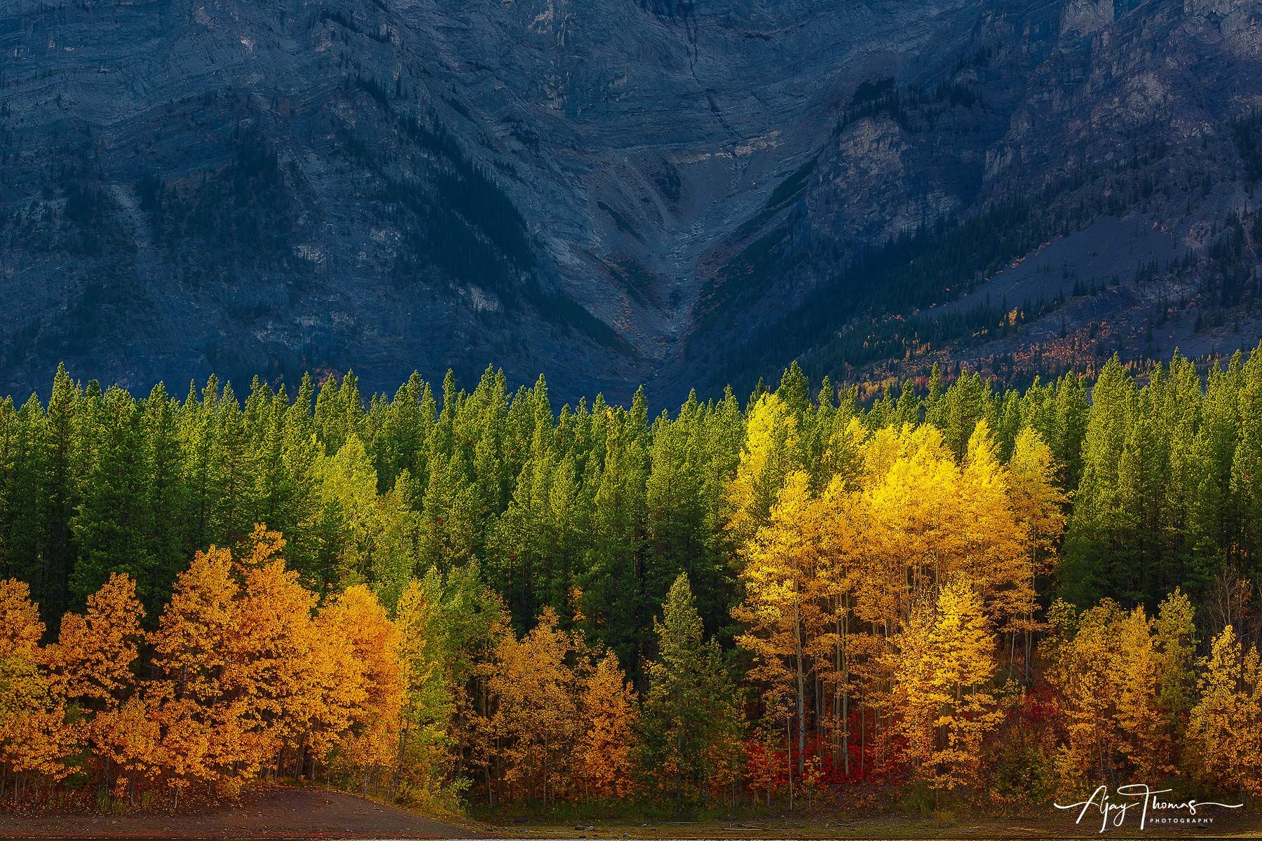 Fall colours with Mountain background 