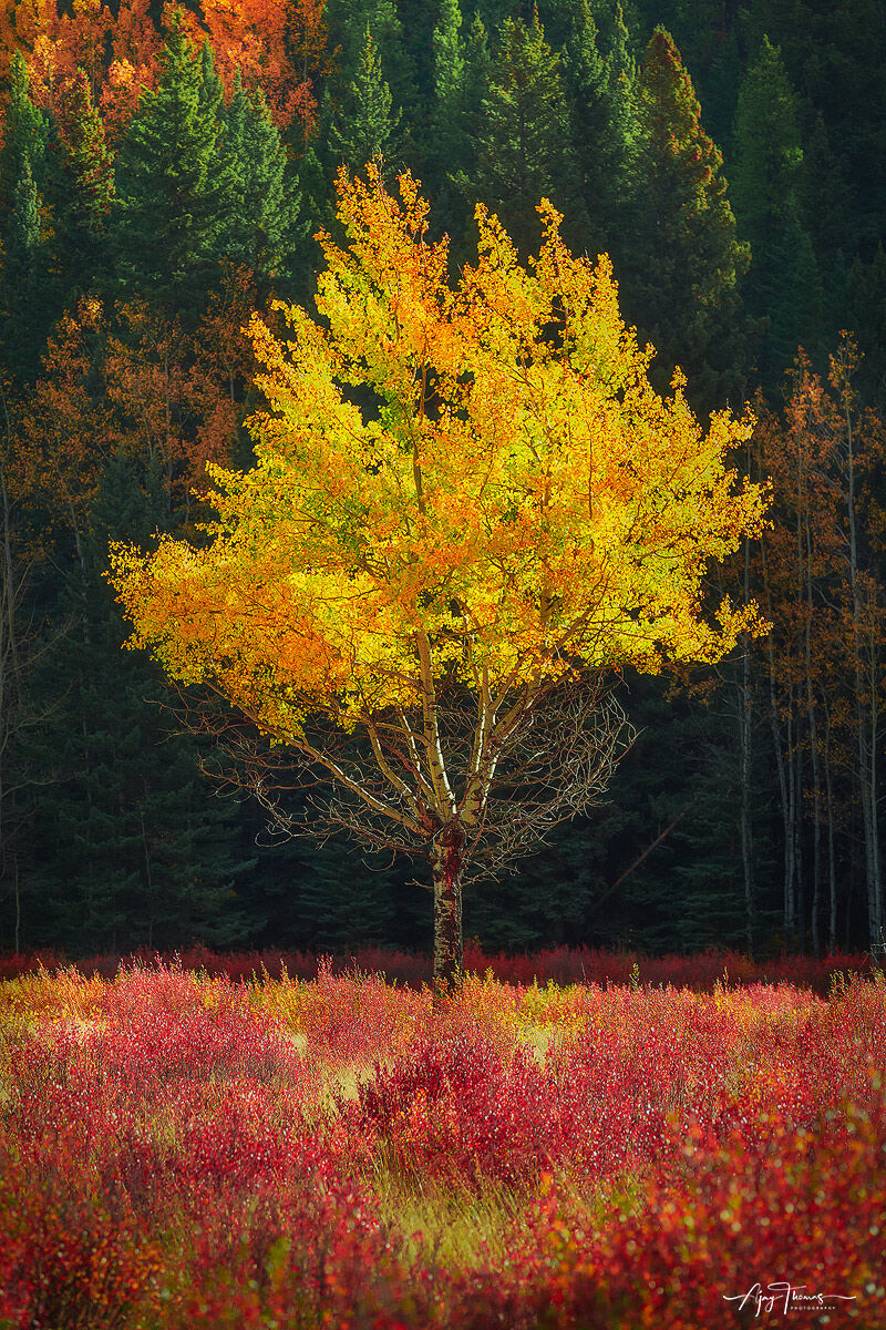 Lone tree in Autumn meadows 