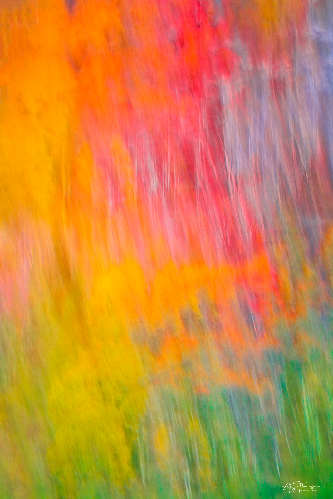 Fine Art Limited Edition of 100. This is a  photograph captured using an intentional camera movement technique . Fall colour...