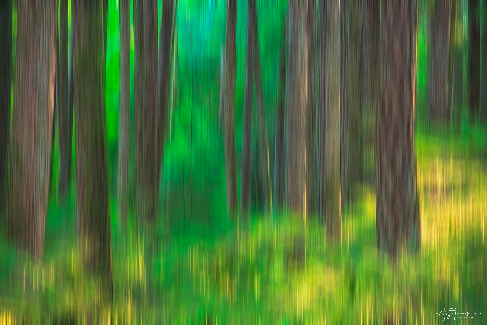 Forest abstract