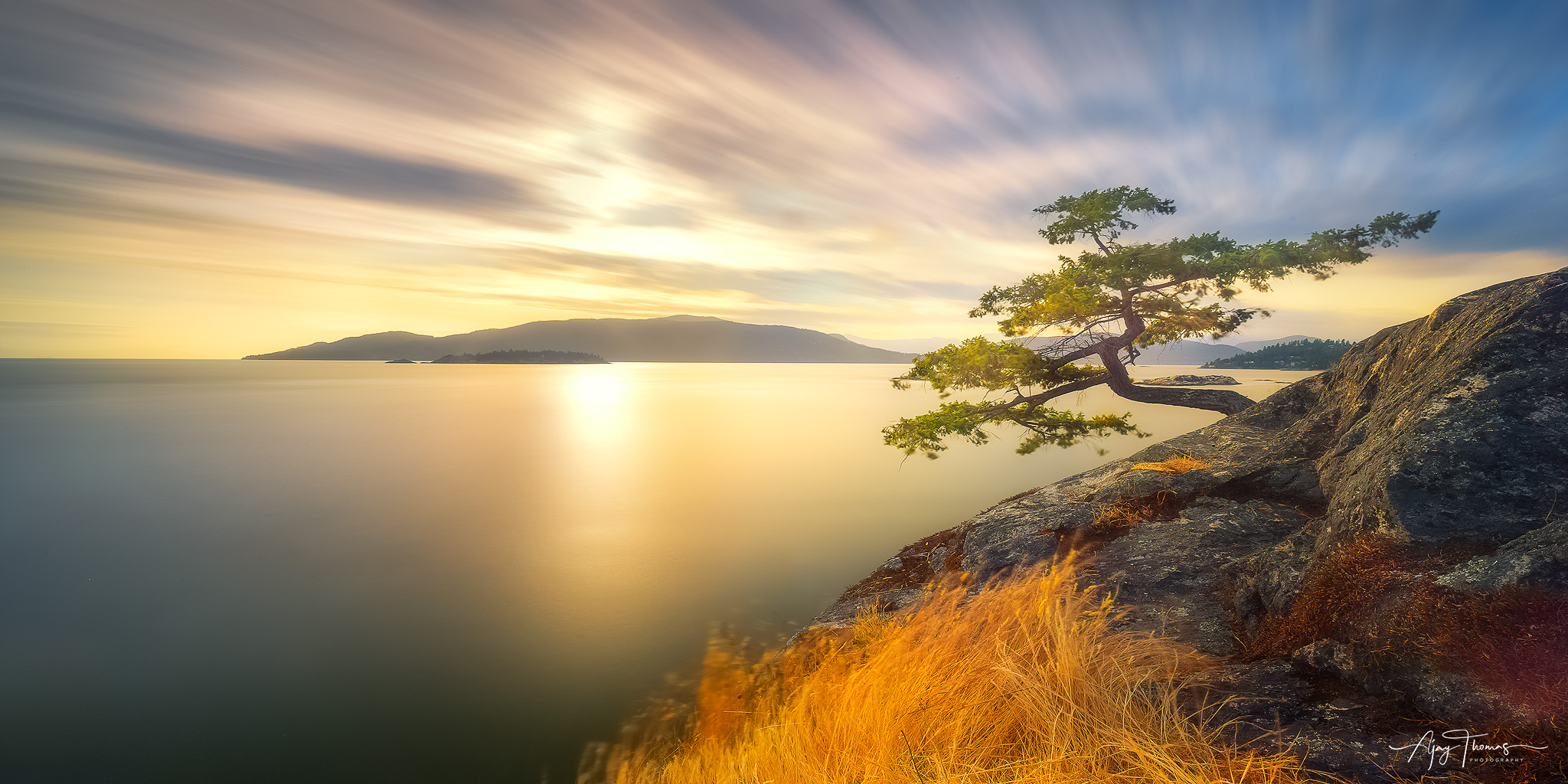 Lone tree  with ocean and mountain in background