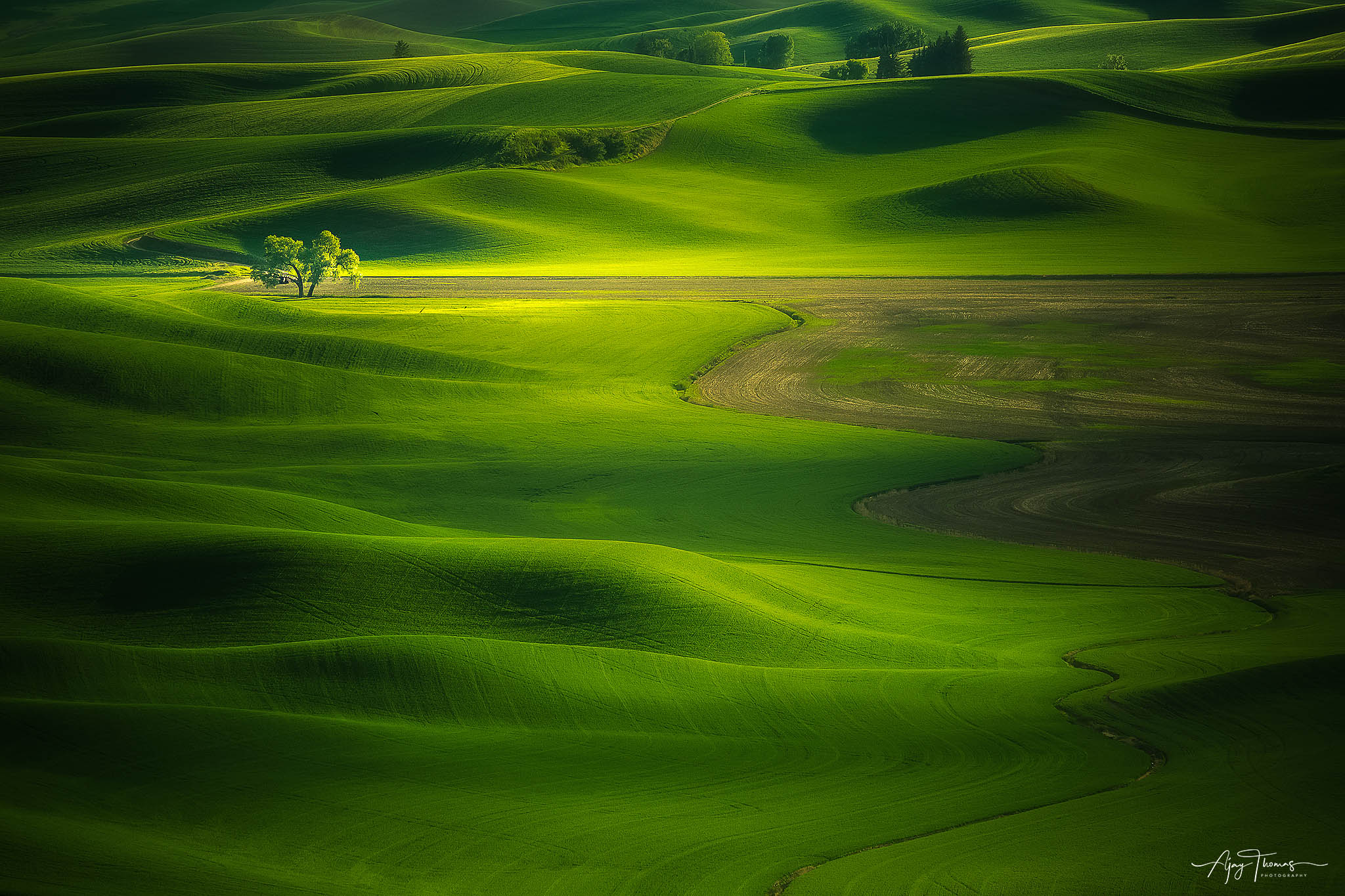 I shot this lone tree at Steptoe Butte state park, and it was worth the 1,000km ride that I took to reach the destination. The...