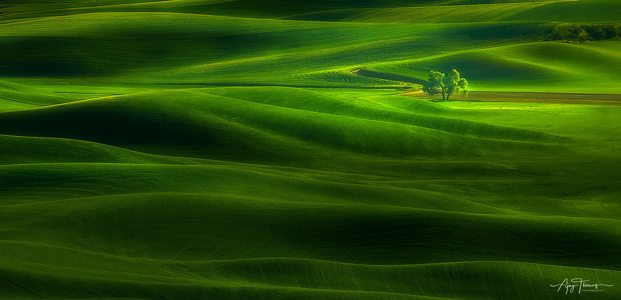 This tree, seen from Steptoe Butte, has been photographed a thousand times. I saw the clouds creating dramatic shadows on the...