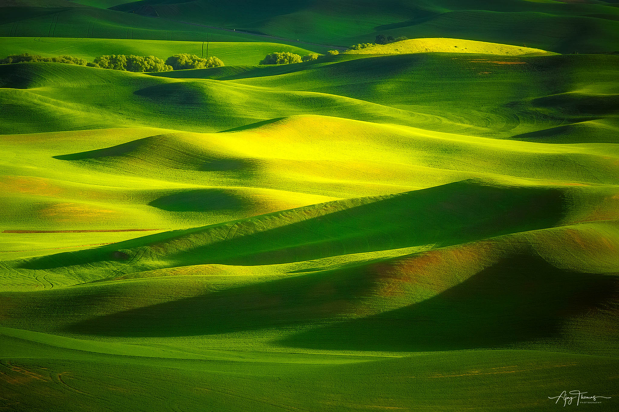 The Green carpet