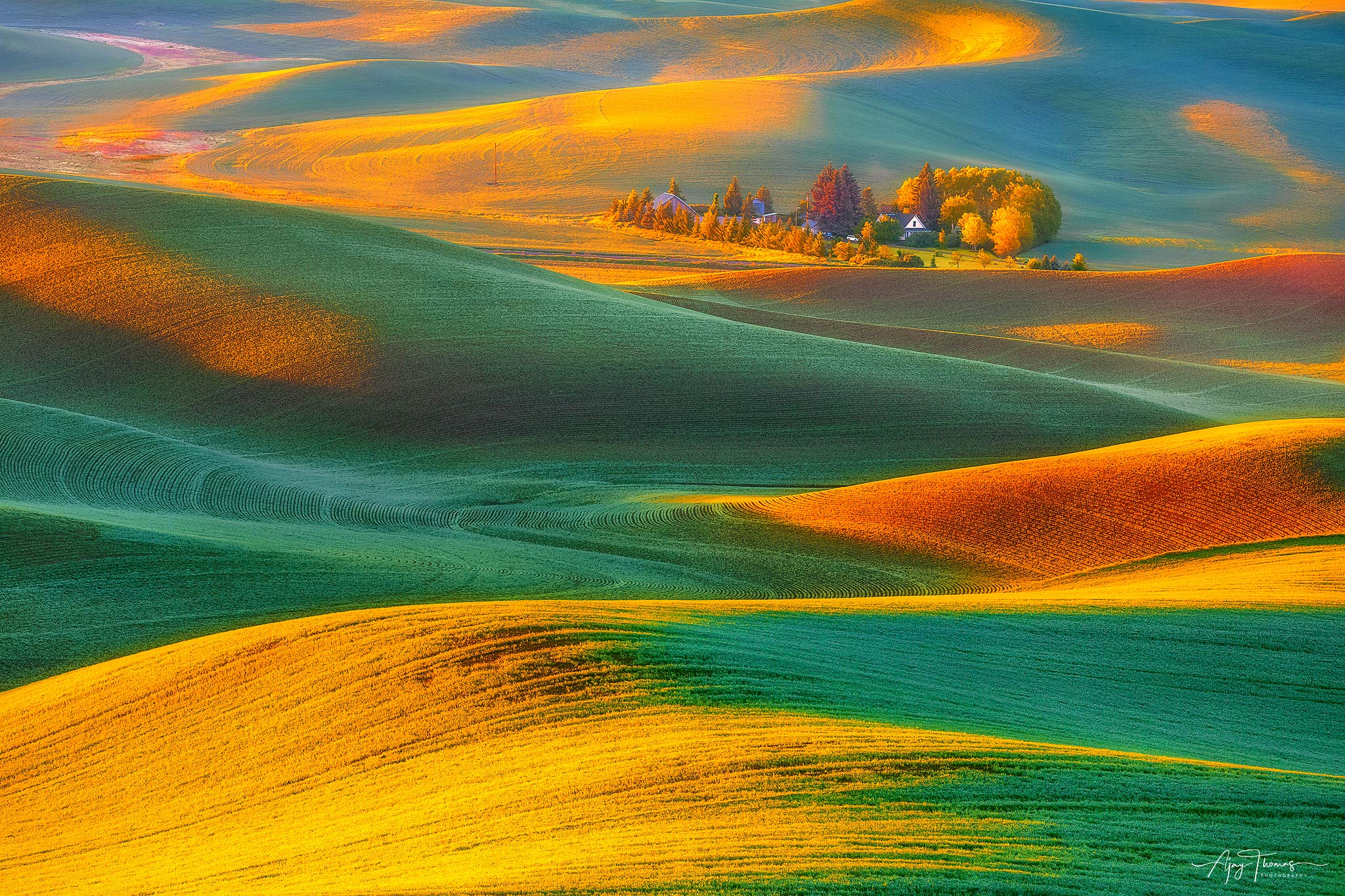 Colourful wheat field of Palouse in a beautiful morning .