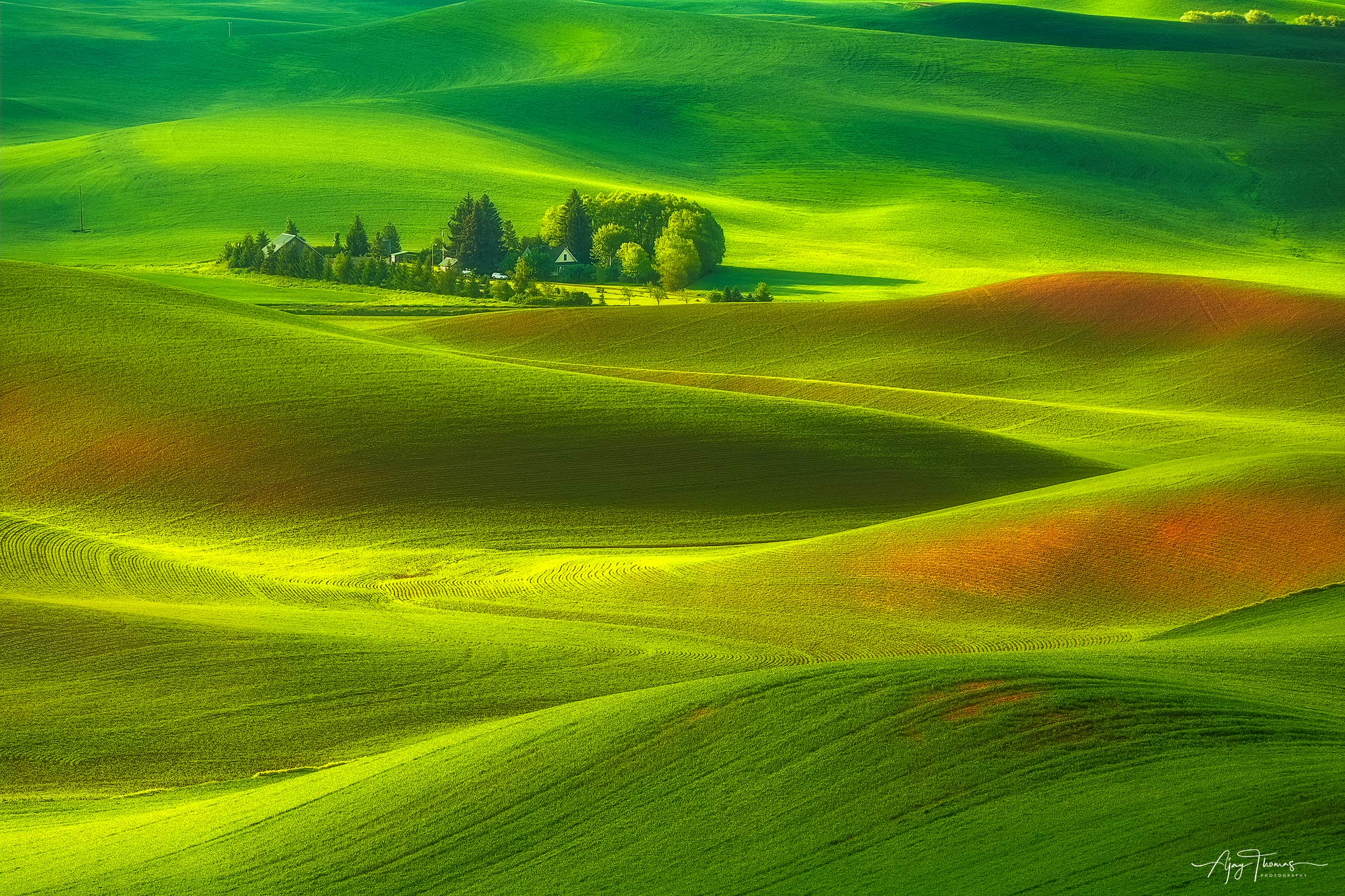 Somewhere around late June to early July in Palouse, the greens will begin transitioning into the warmer golds and browns of...