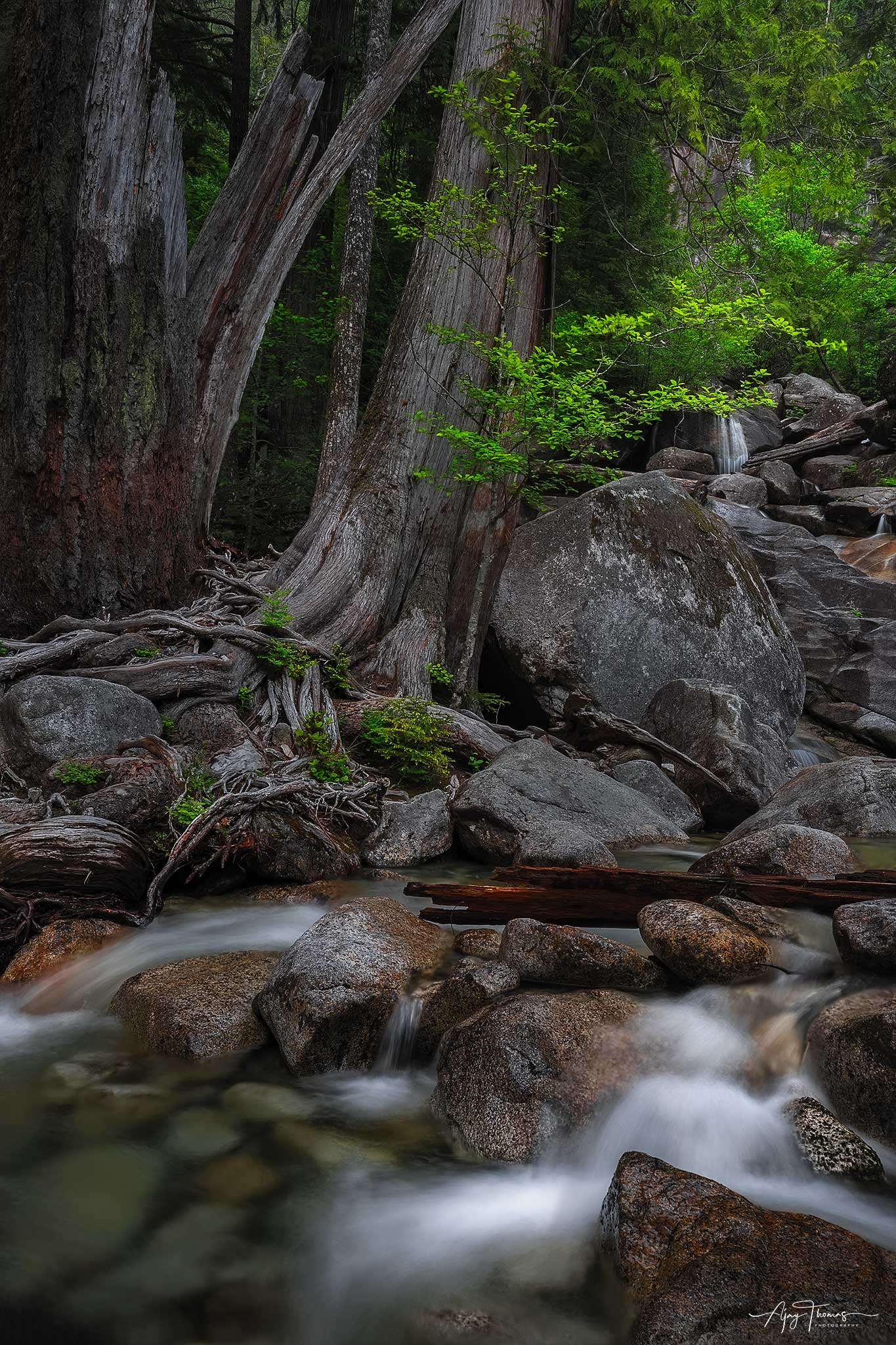Forest creek