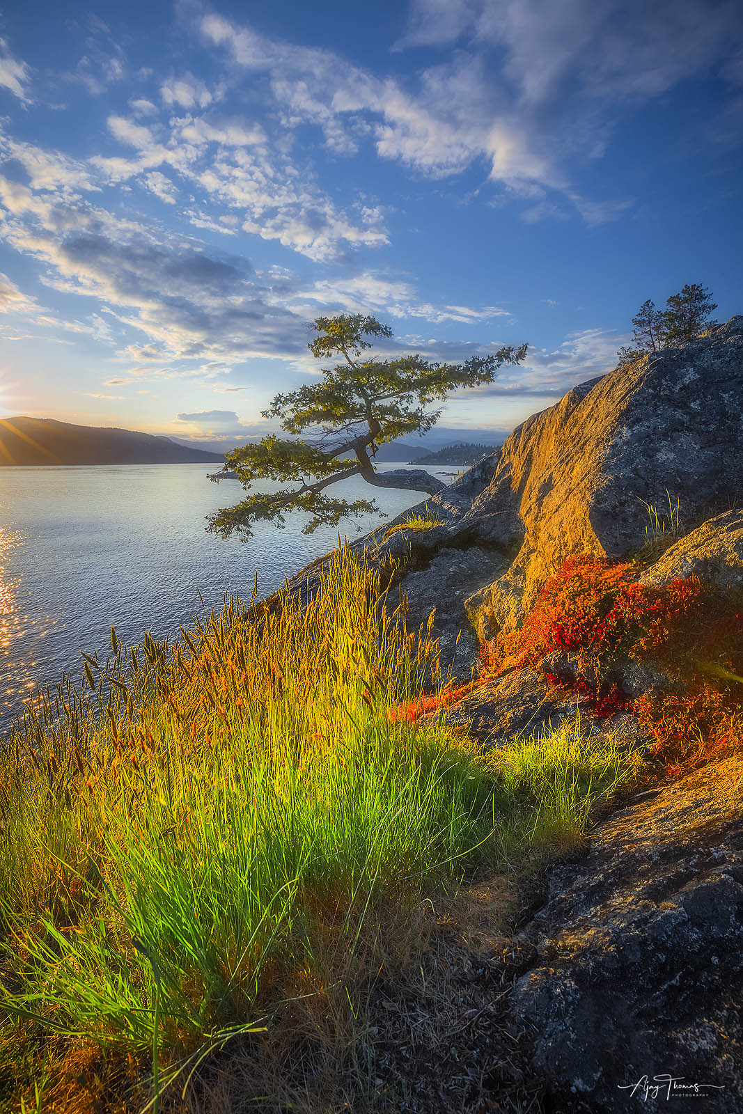 A lone tree at lighthouse park in Vancouver.BC,Canada Fine art limited edition print of 100