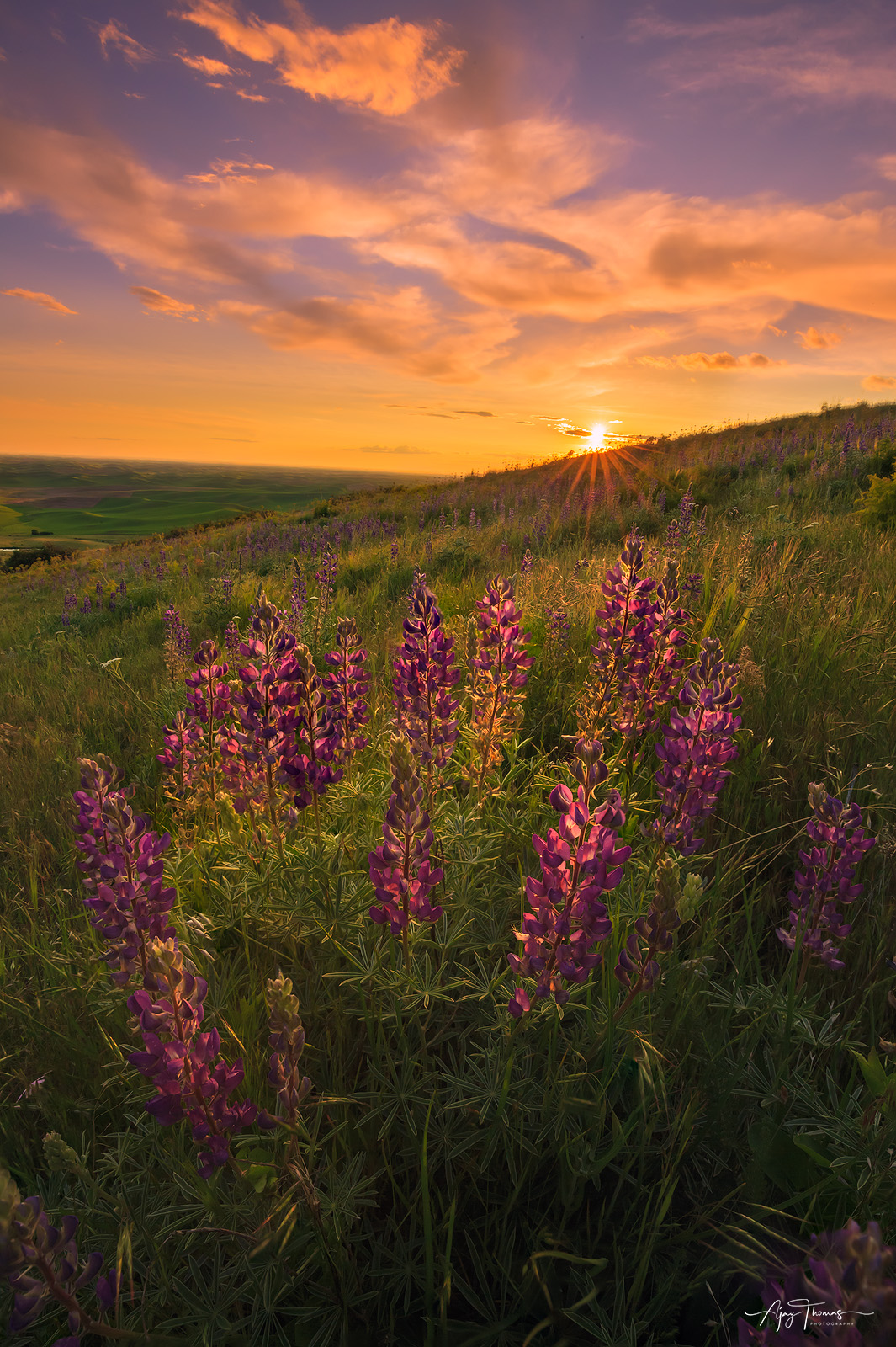 The Lupine Bloom at Steptoe Butte state park, Palouse, Washington, USA. Someone said that a beautiful thing is a source of joy...