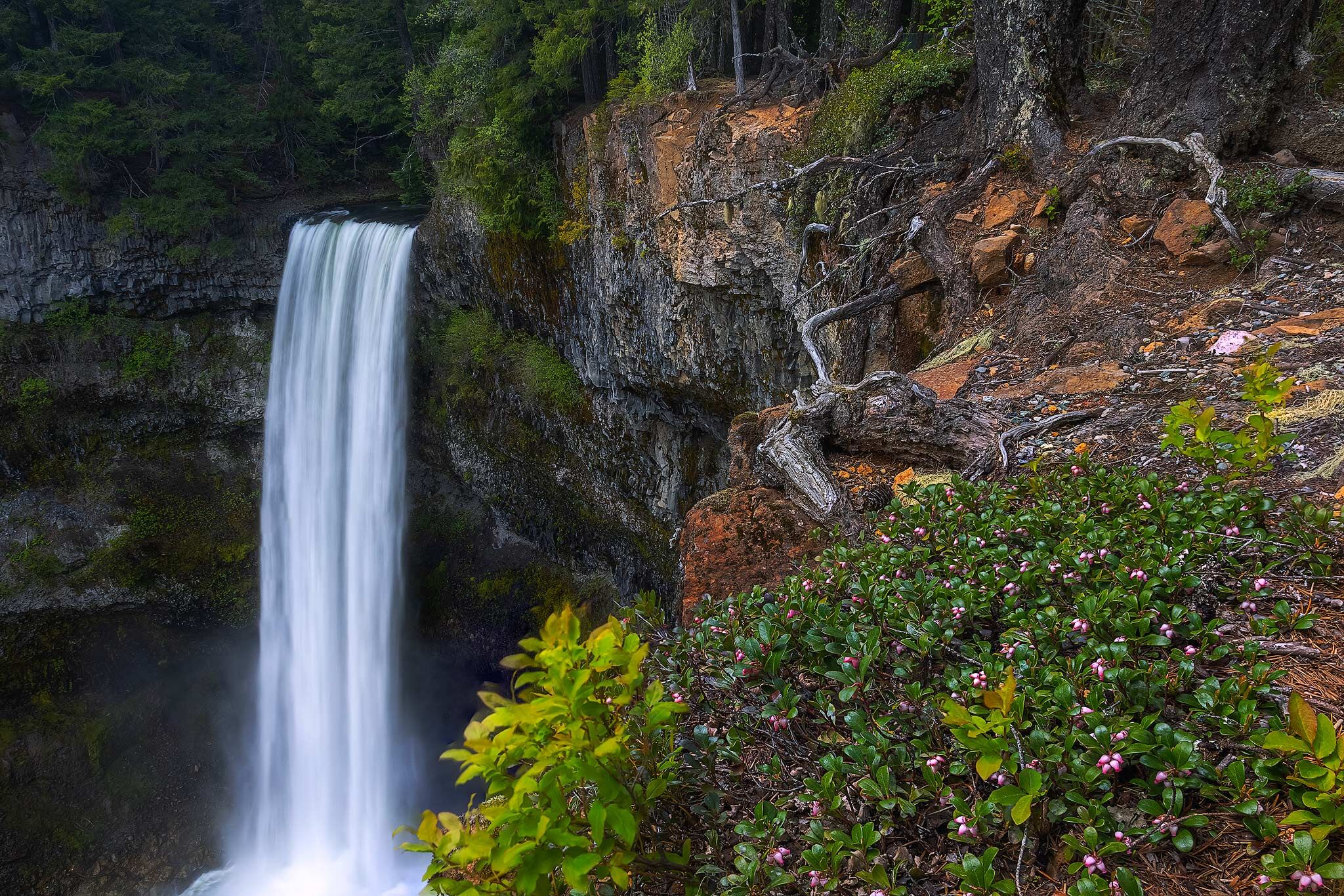A Forest waterfall and wild flowers in spring . British Columbia ,Canada with wildflower 