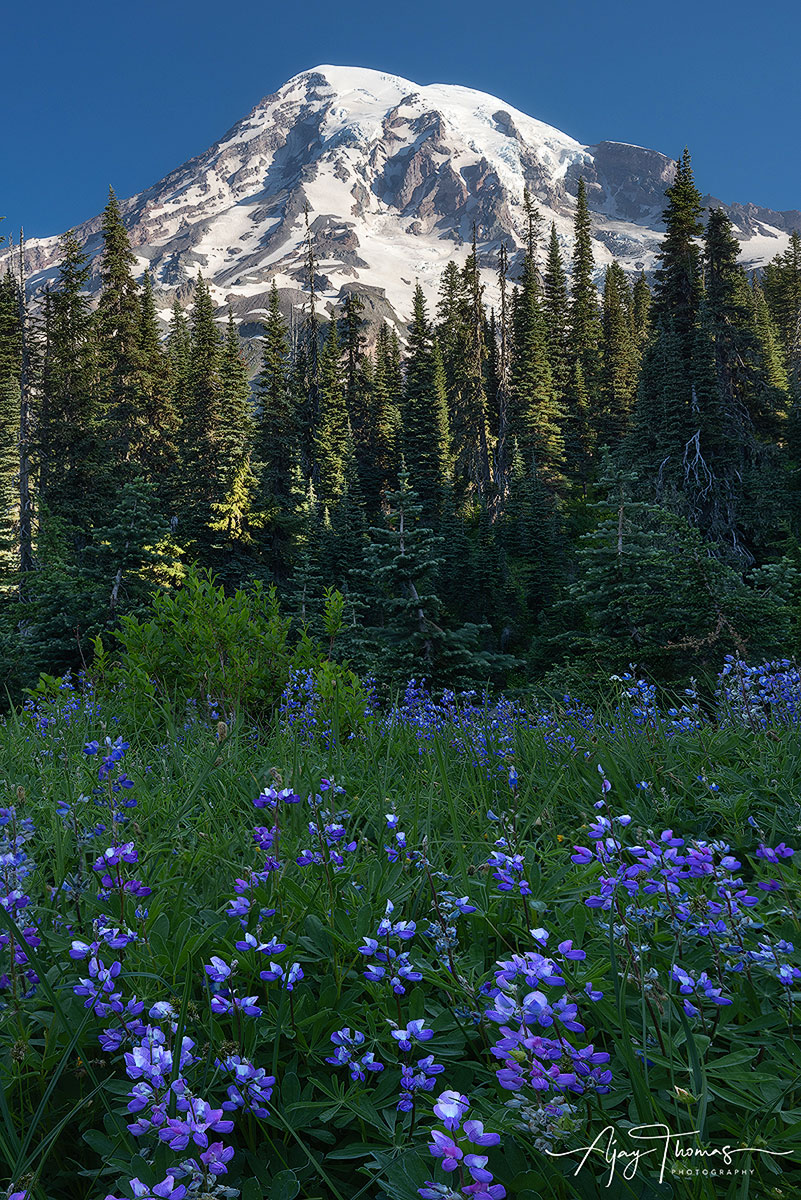 The photograph captures the majesty of the mountain, surrounded by a blanket of snow, with a foreground of vibrant blue lupine...