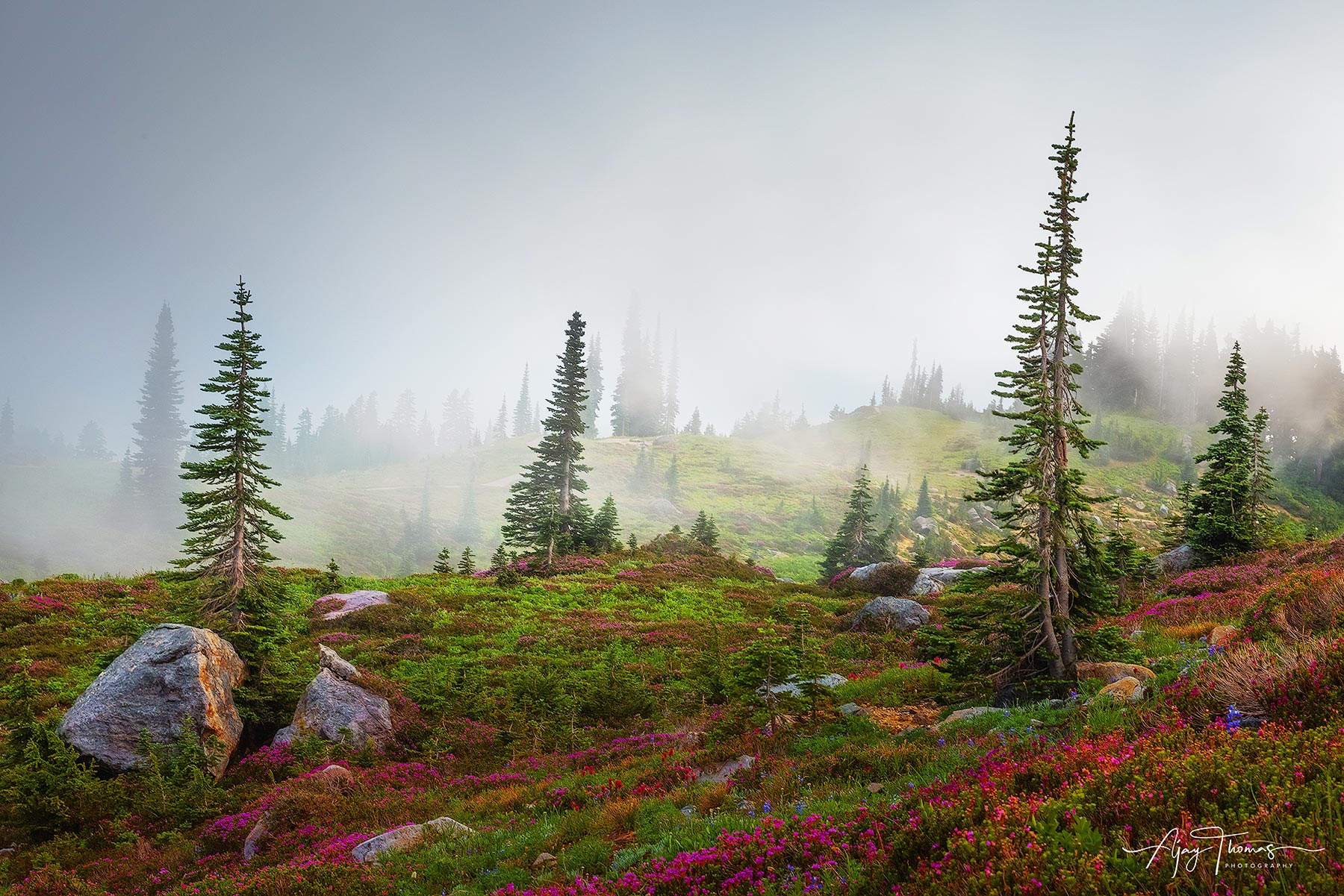 Fog in the wildflower garden 