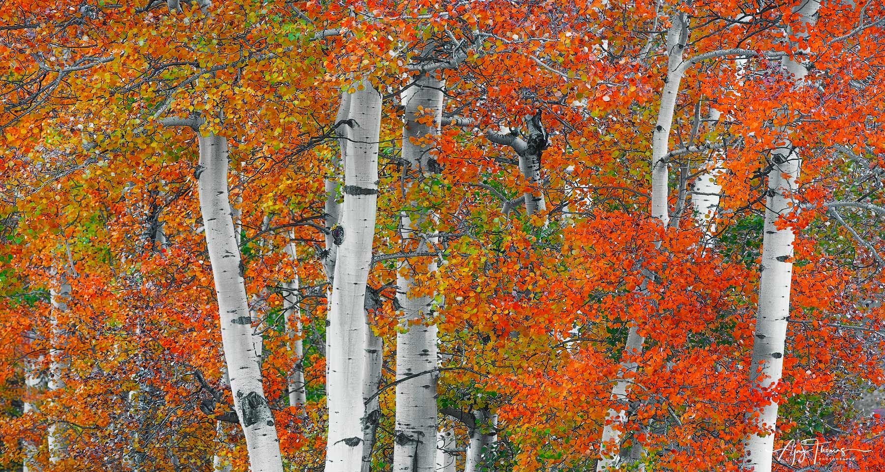 Aspen trees panorama 