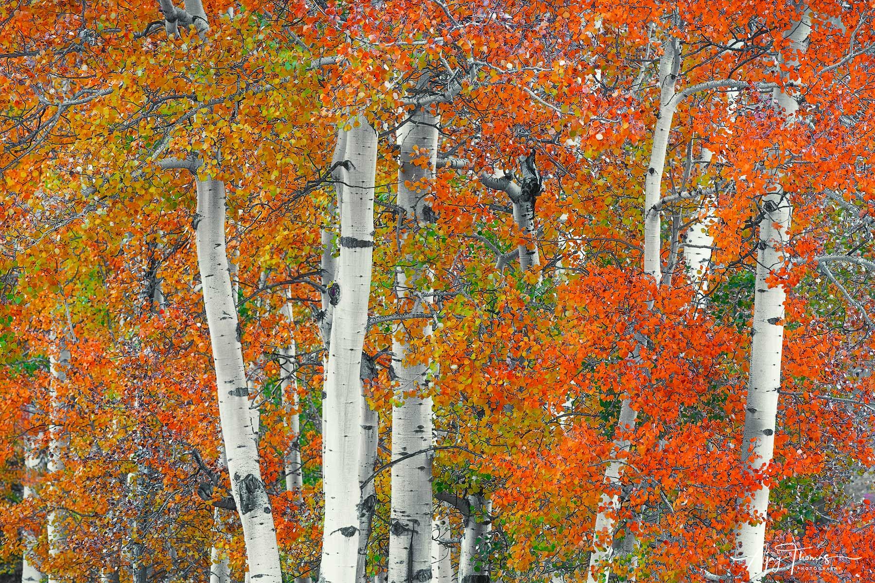 Aspen trees abstract wall poster for living room 