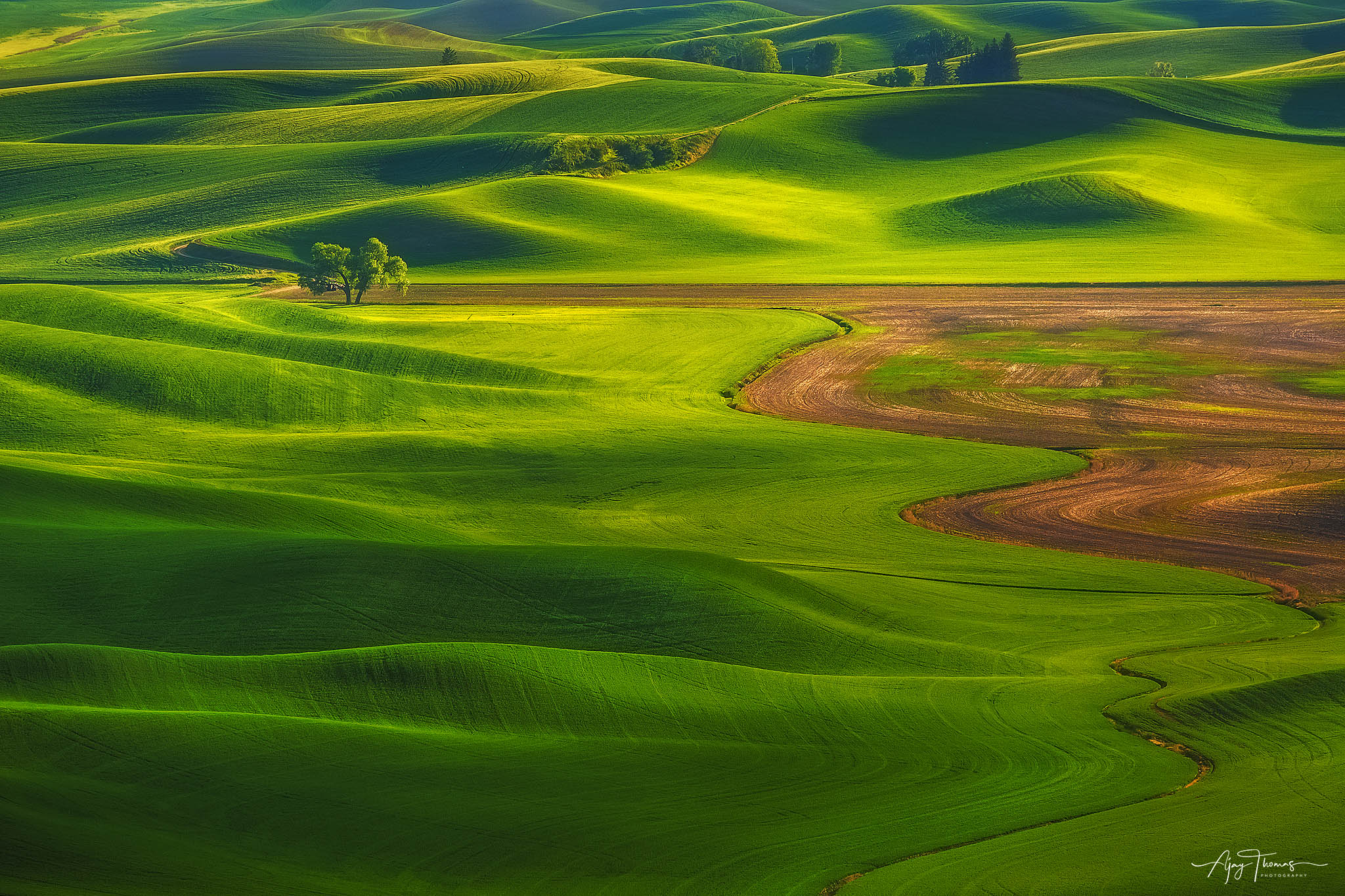 THE SOLO TREE Lone tree in a green meadow with beautiful light