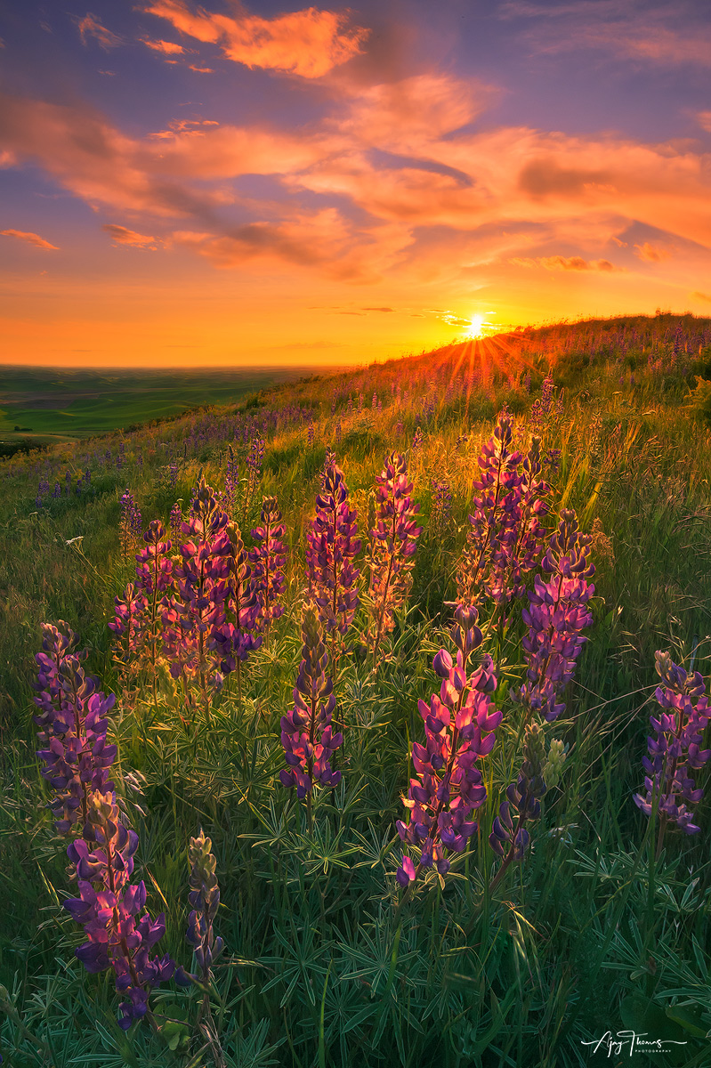 Sunset and Lupine flowers 
